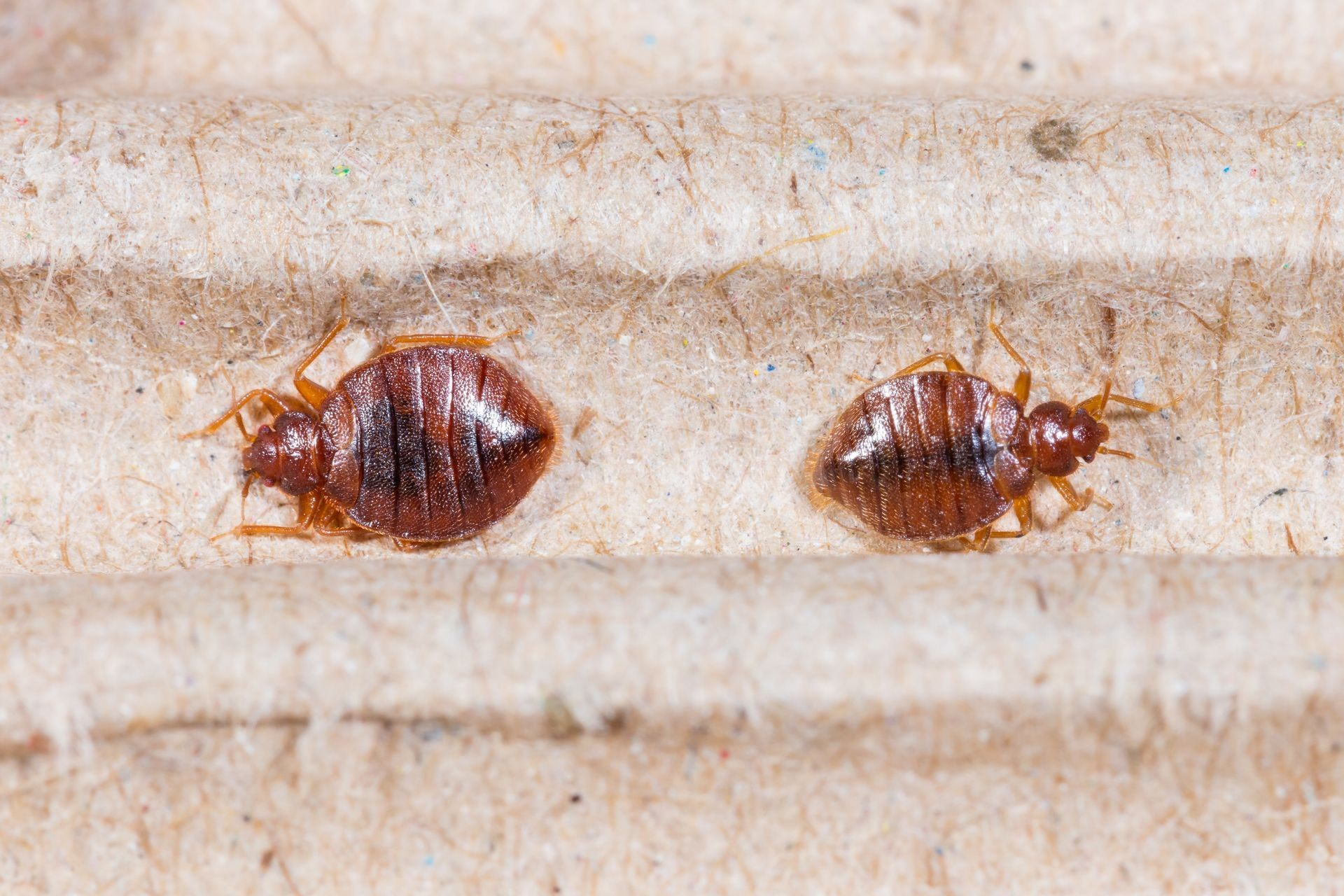 bed bugs on mattress