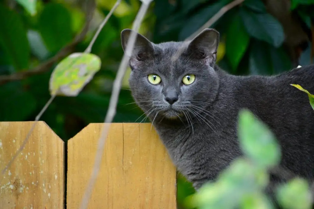 Cat exploring outdoors