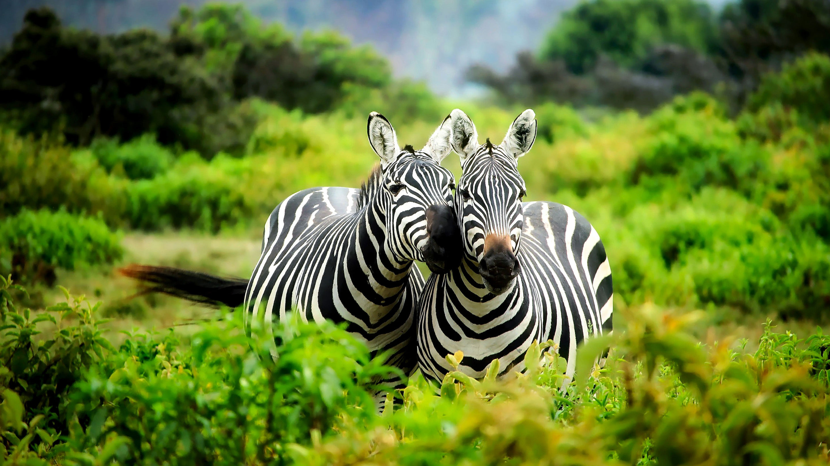Zebras in the Serengeti