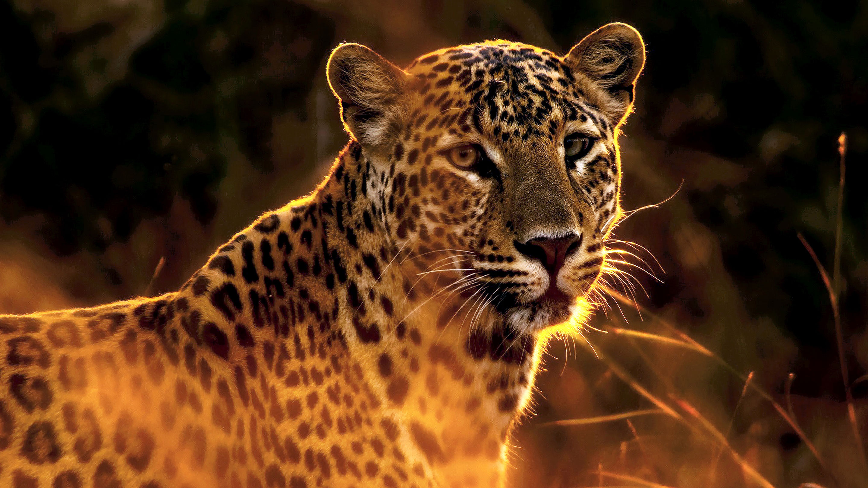Evening leopard in the Serengeti