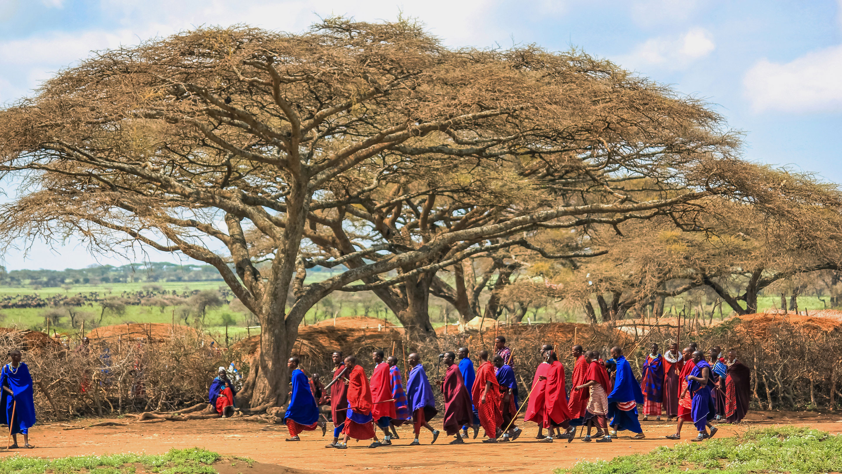 Maasai and acacia trees in the Serengeti