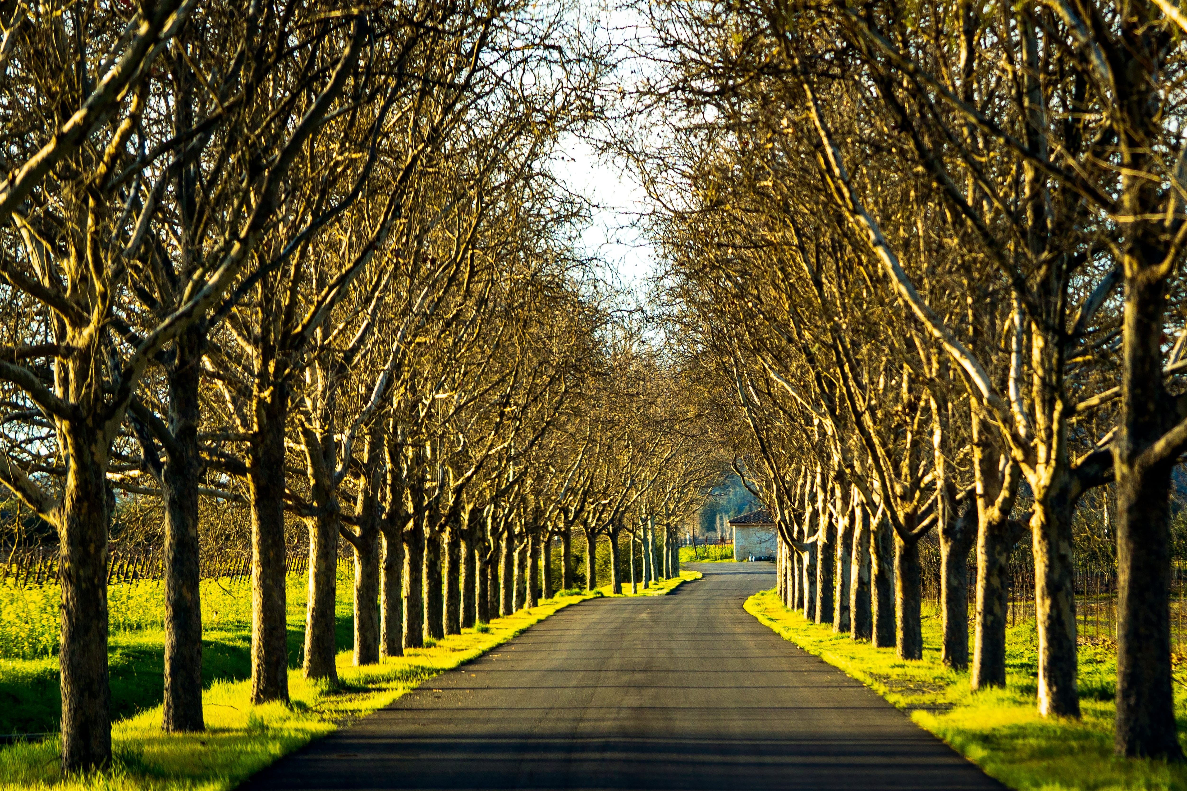Vineyard landscape in Napa Valley with rolling hills