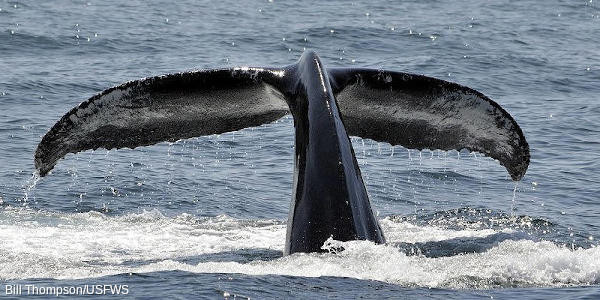 Humpback whale diving its tail above the water