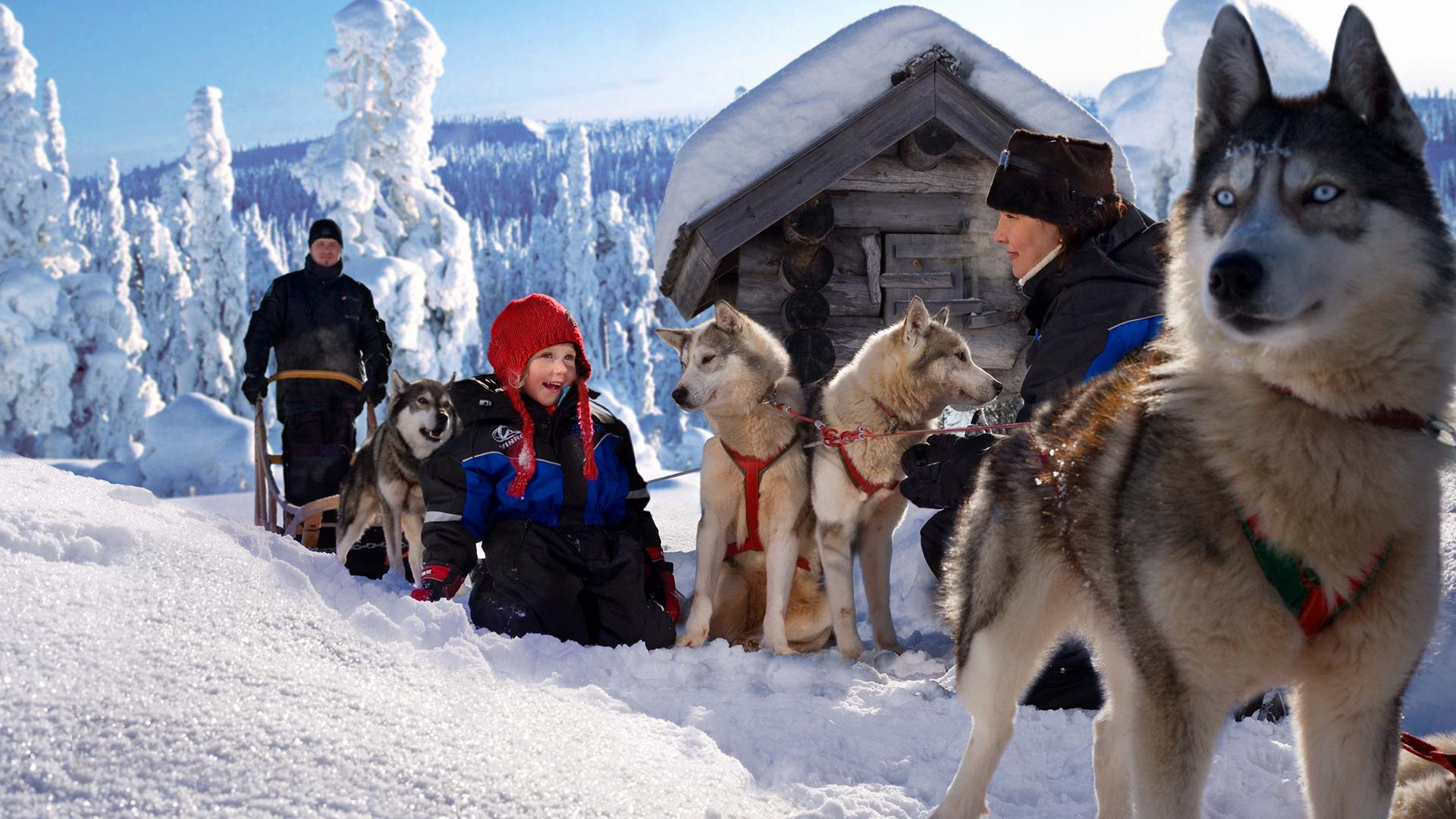 Huskies &amp; family in Rovaniemi, Lapland. A family posing with huskies in a snowy landscape