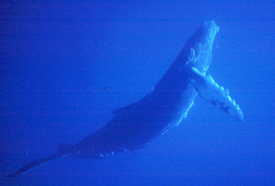 Humpback Whale Breaching
