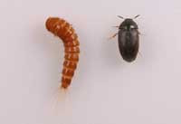 Black carpet beetle larva (left) and adult (right).