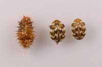Varied carpet beetle final-instar larval cast skin (left) and adults (center and right).
