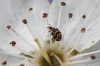 Adult varied carpet beetle on a flower.