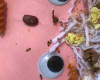Varied carpet beetle larvae infesting a child?s art project made out of yarn, noodles, and beans.