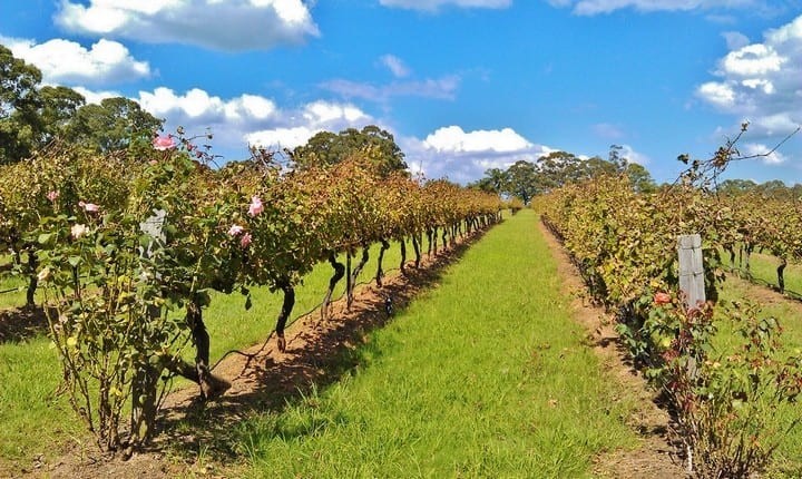 vines in the Hunter Valley, NSW, Australia