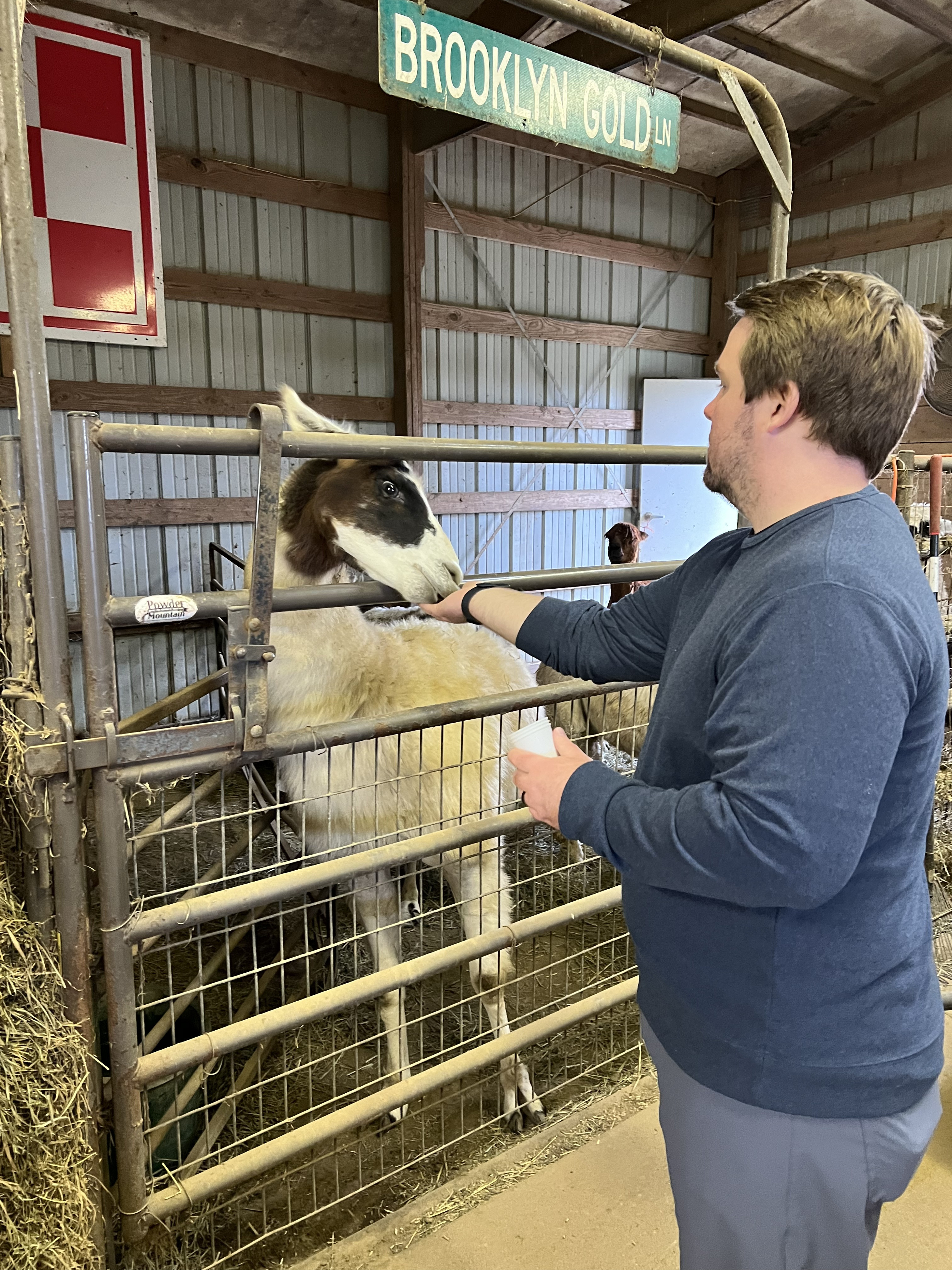 Kathy Giving Alpaca Tour at Heartland Criations Alpaca Farm Galesburg