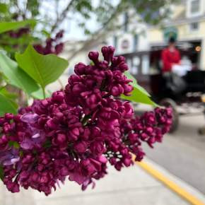 Mackinac Island Lilac Festival