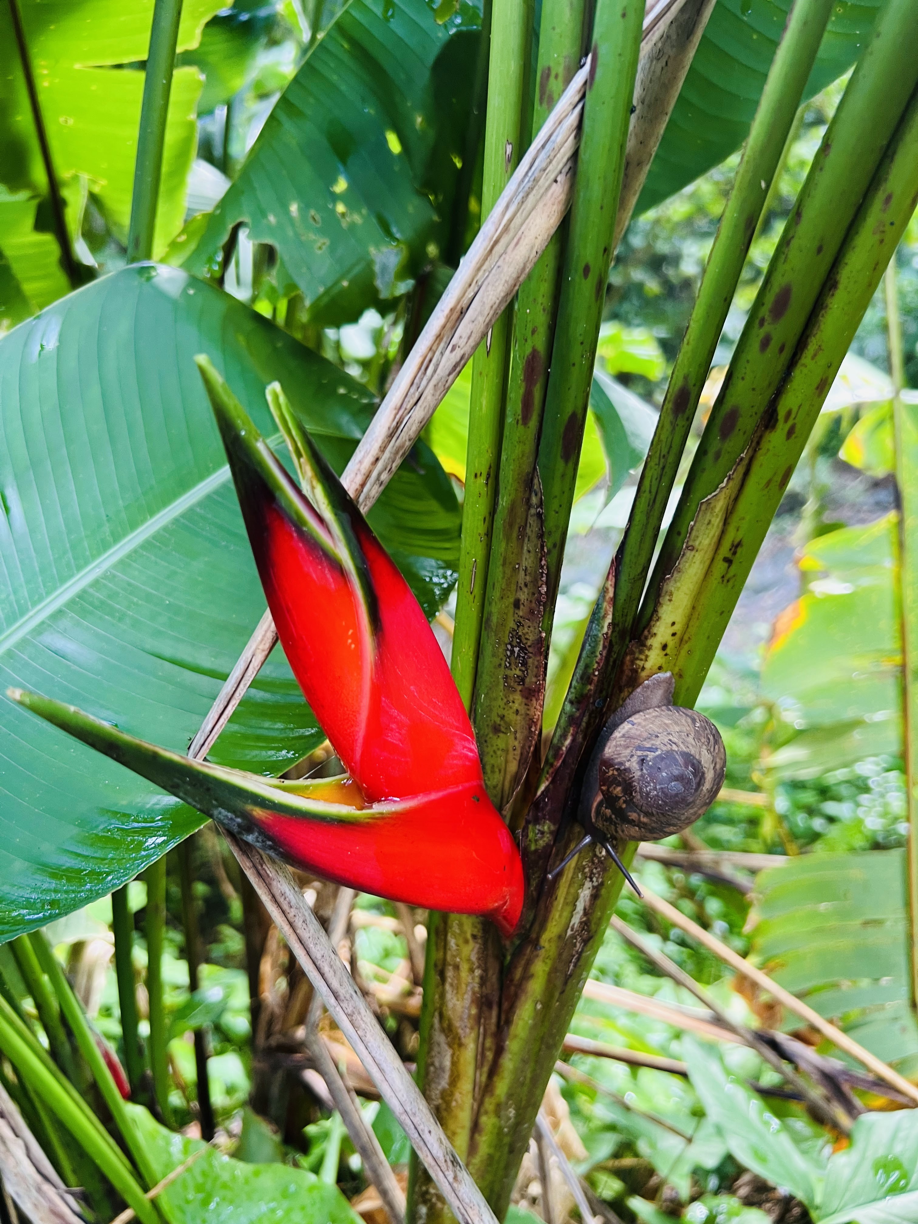 Exploring El Yunque National Forest