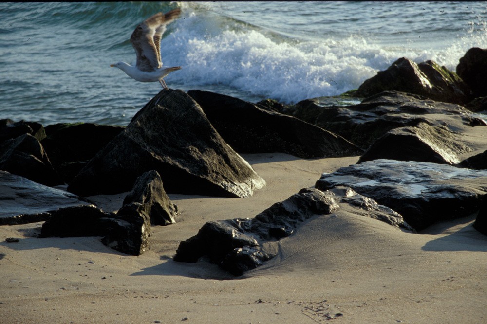 Manasquan Beach