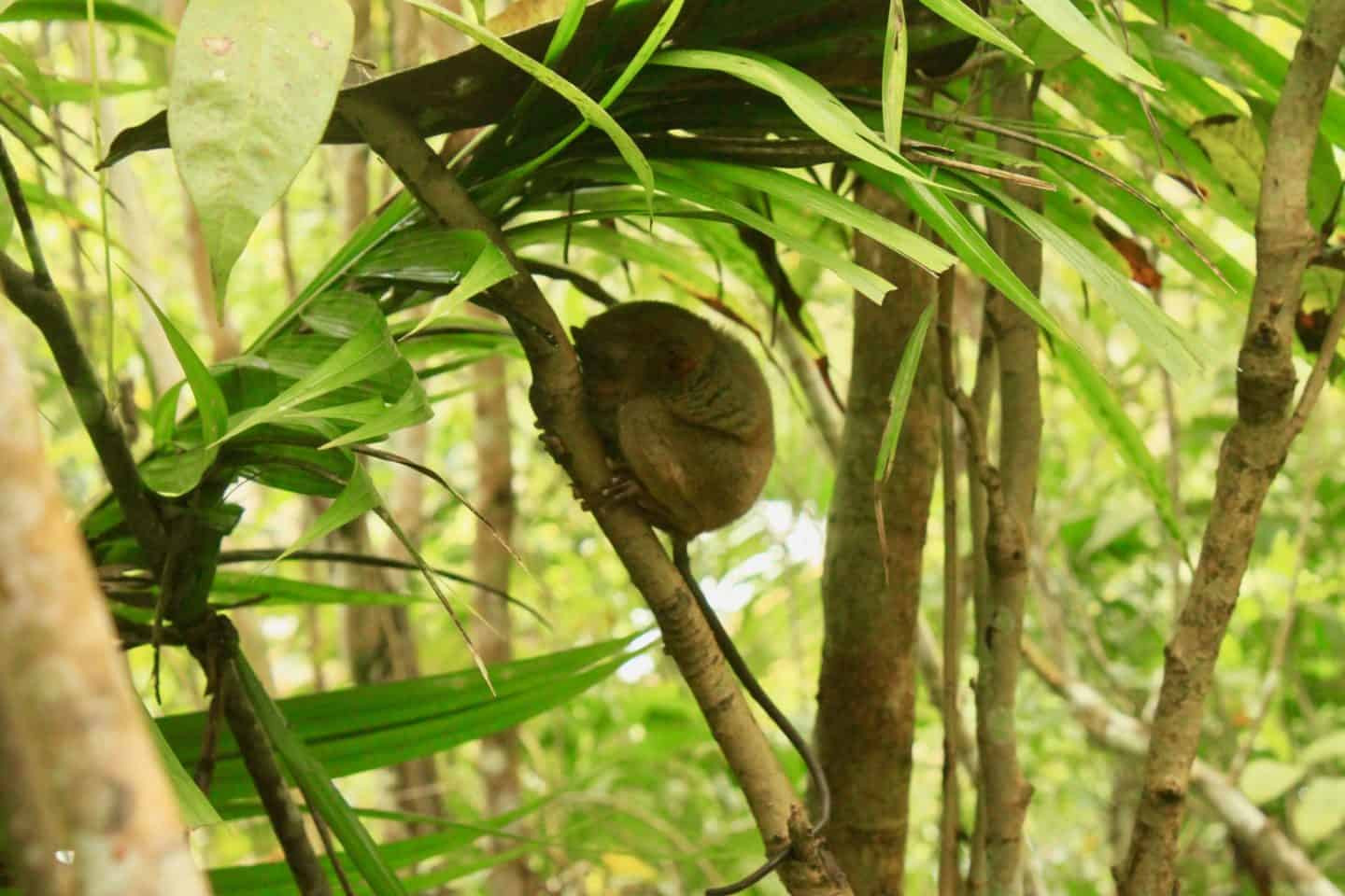 Tiny Tarsier Monkey at Bohol Tarsier Sanctuary