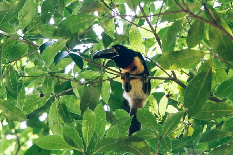 Image of a Toucan at Tikal, highlighting the importance of zoom capabilities in a travel camera