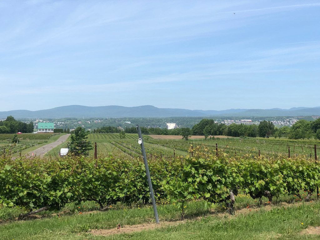 Vignobles Saint-Pétronille winery on Ile d’Orleans, Quebec
