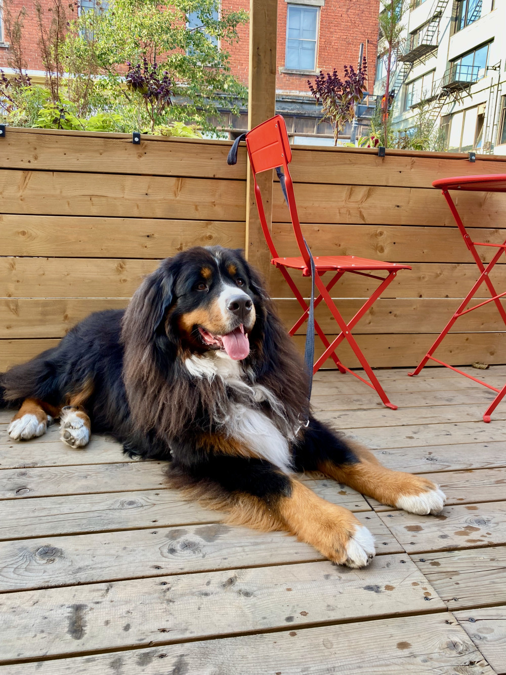 A relaxed dog sits outside a cafe along Saint Laurent Boulevard in Montréal