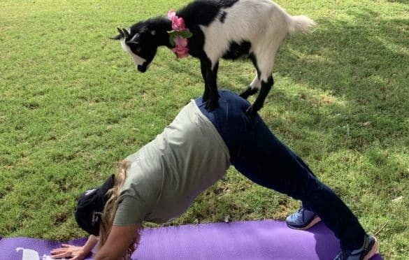 I love Goat Yoga Funny Activity Gilbert AZ