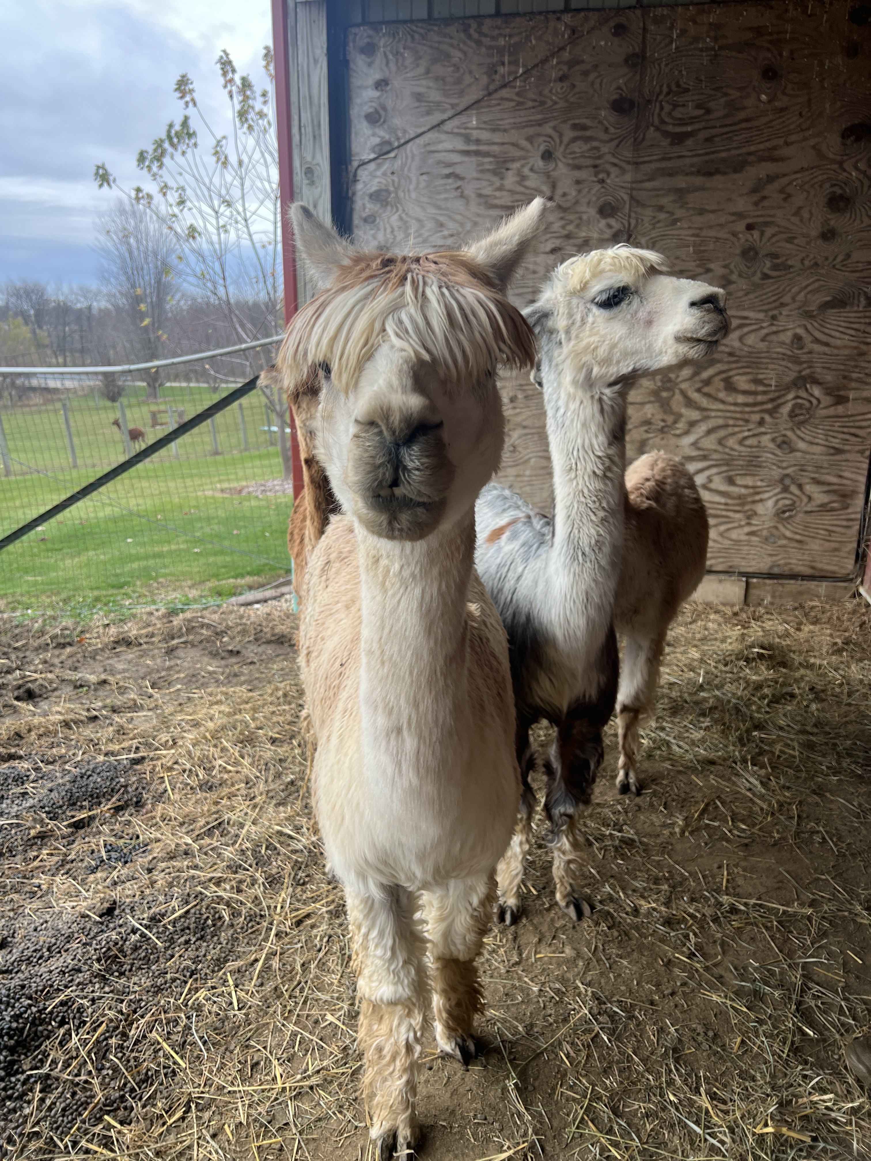 Alpacas at Heartland Criations Alpaca Farm Galesburg
