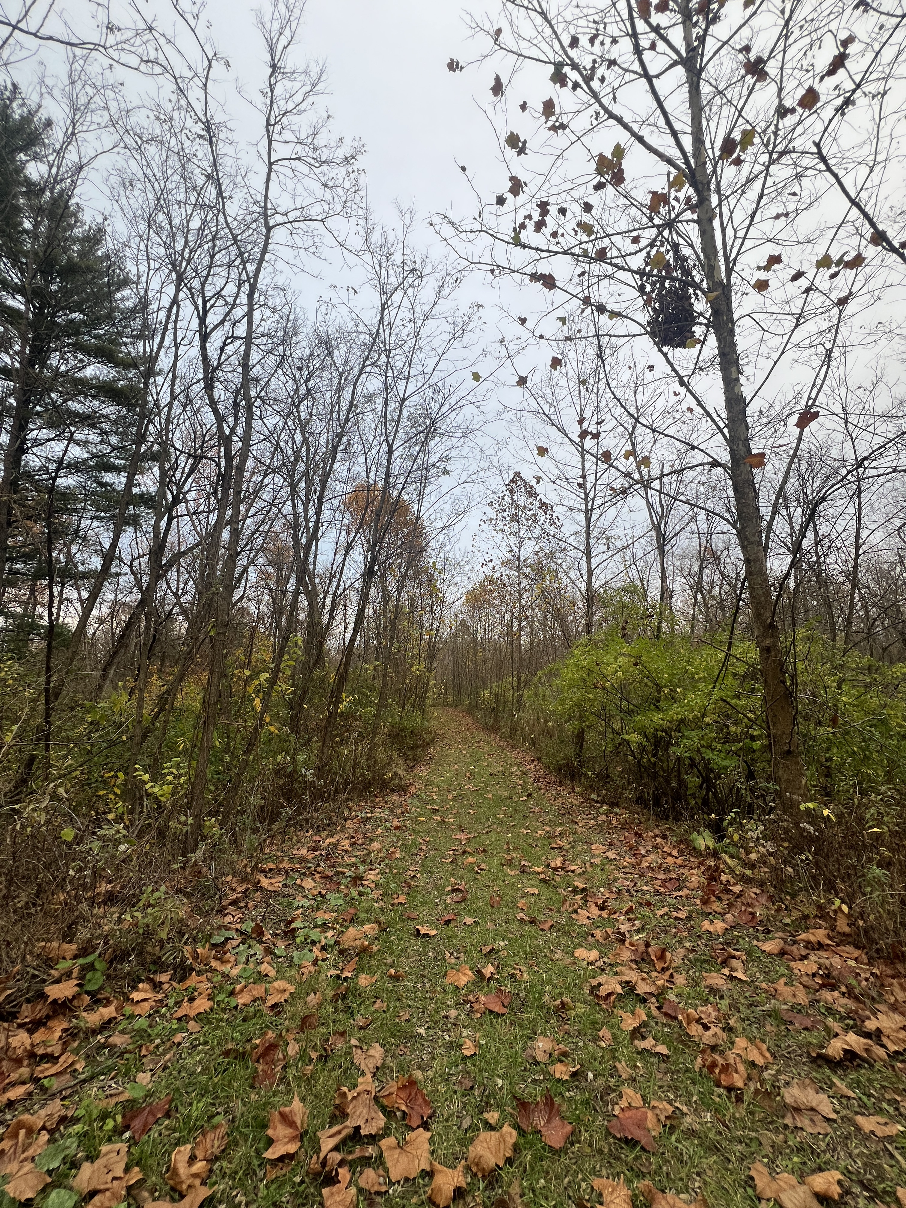 Scenic Walking Path Through Fall Foliage at Dragonfly Lakes Galesburg