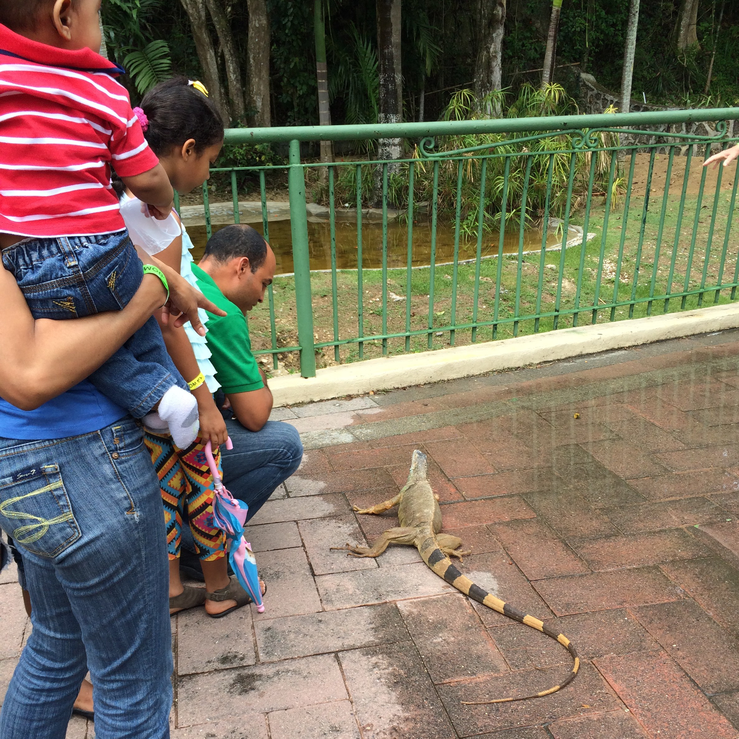 A casual iguana at the Zoo in Santo Domingo