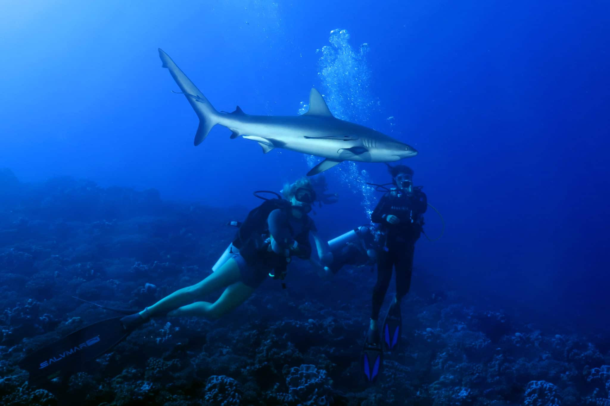 Shark Diving in Fakarava Tuamotu French Polynesia