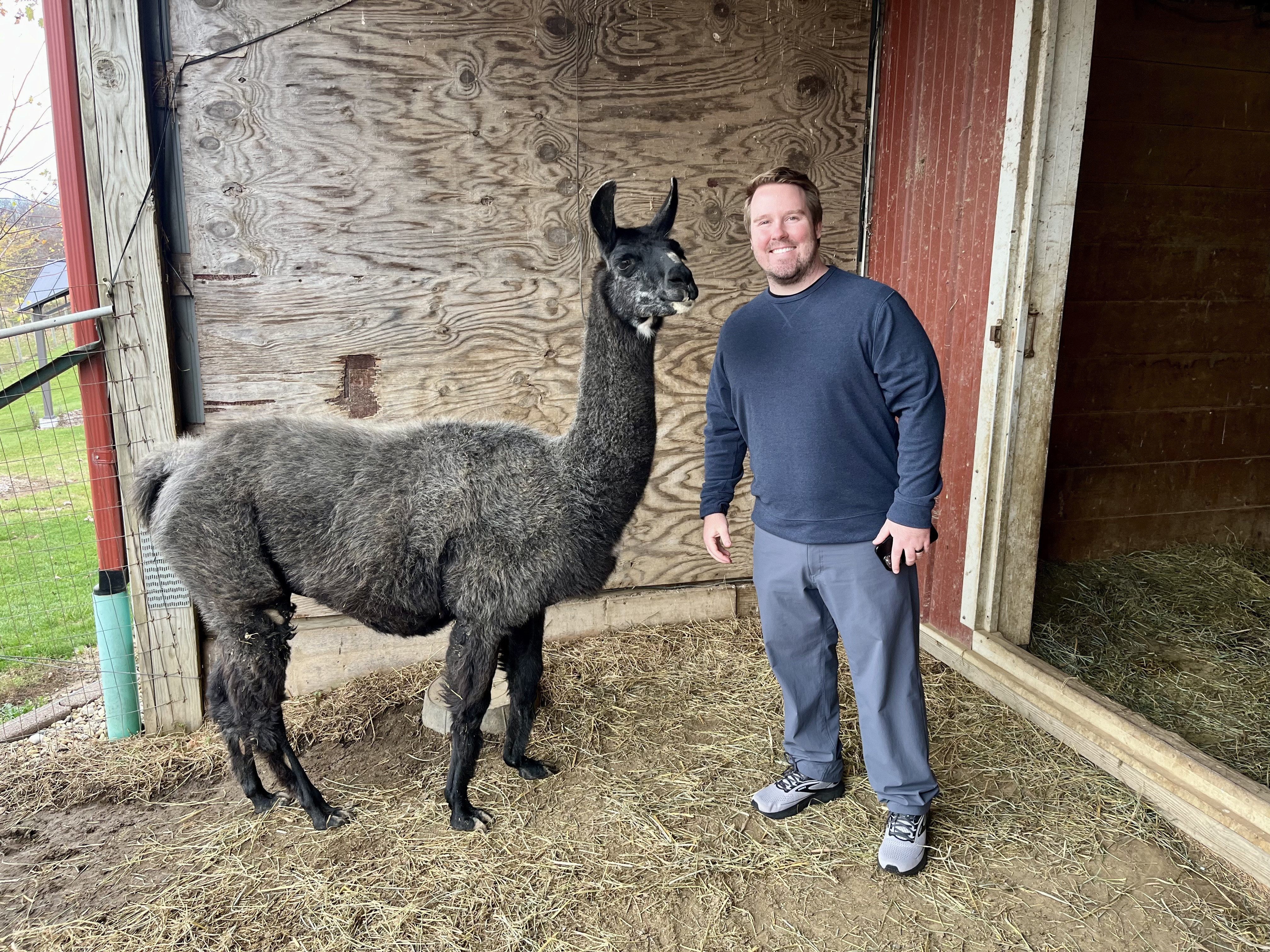Feeding Alpacas at Heartland Criations Farm Galesburg