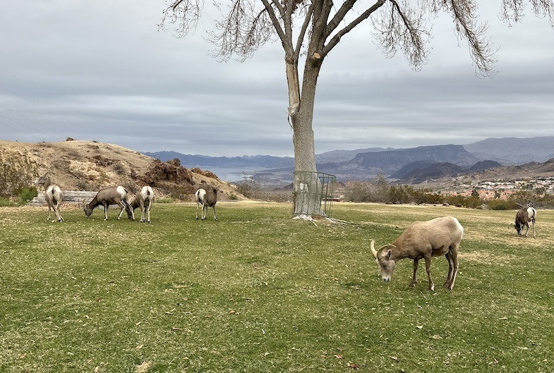 Bighorn sheep in Hemmenway Valley Park, Boulder City