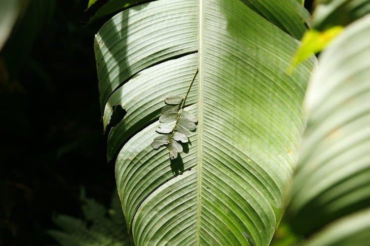 Small set of ferny leaves sitting on top of a large banana leaf