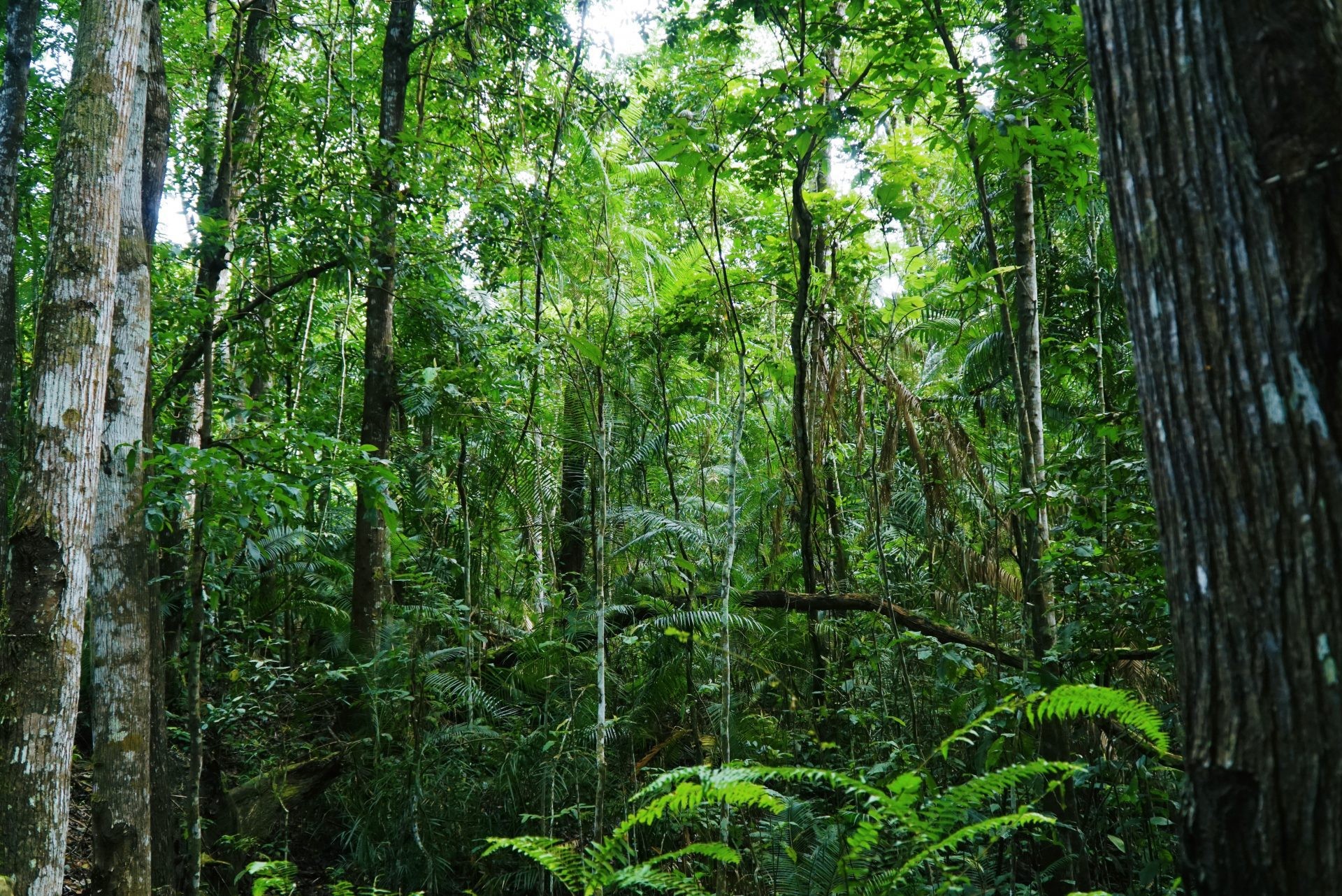 Acacia and Yakal trees at Lower Magat Eco-Tourism Park, showcasing the park's diverse plant life.