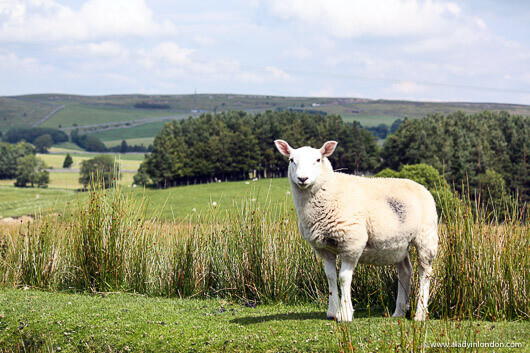 Sheep in the Eden Valley