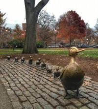 Make Way for Ducklings with hats on in Boston