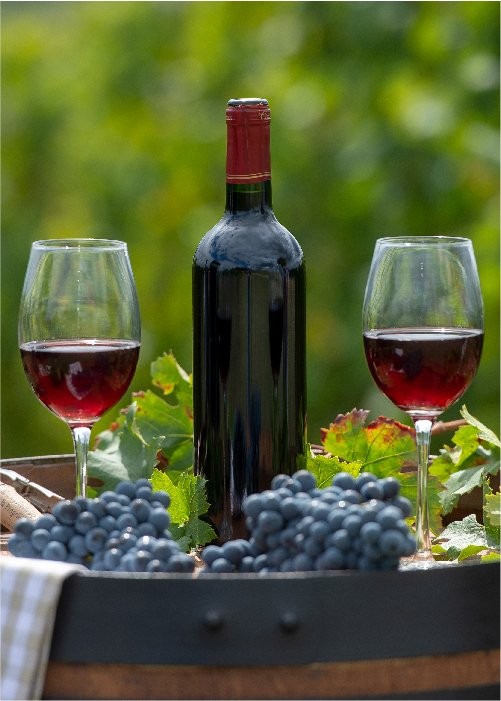Nashik Vineyards