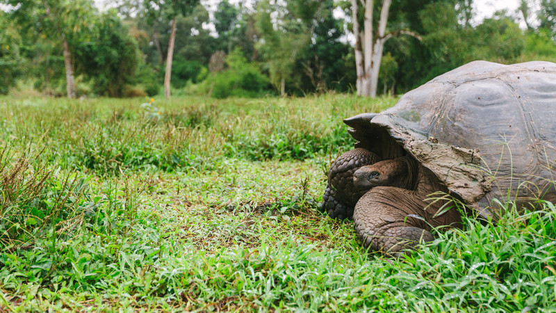 Galapagos Islands Tortoise