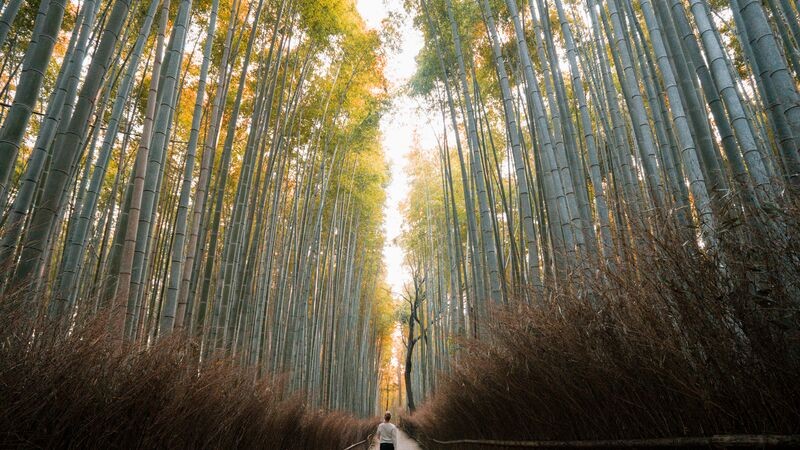 Bamboo forest in Kyoto, Japan