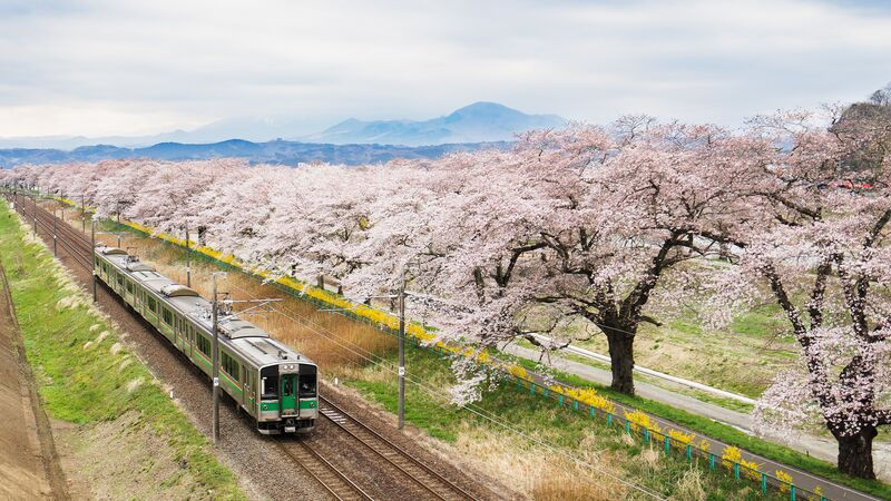 A scenic train ride in Japan during cherry blossom season