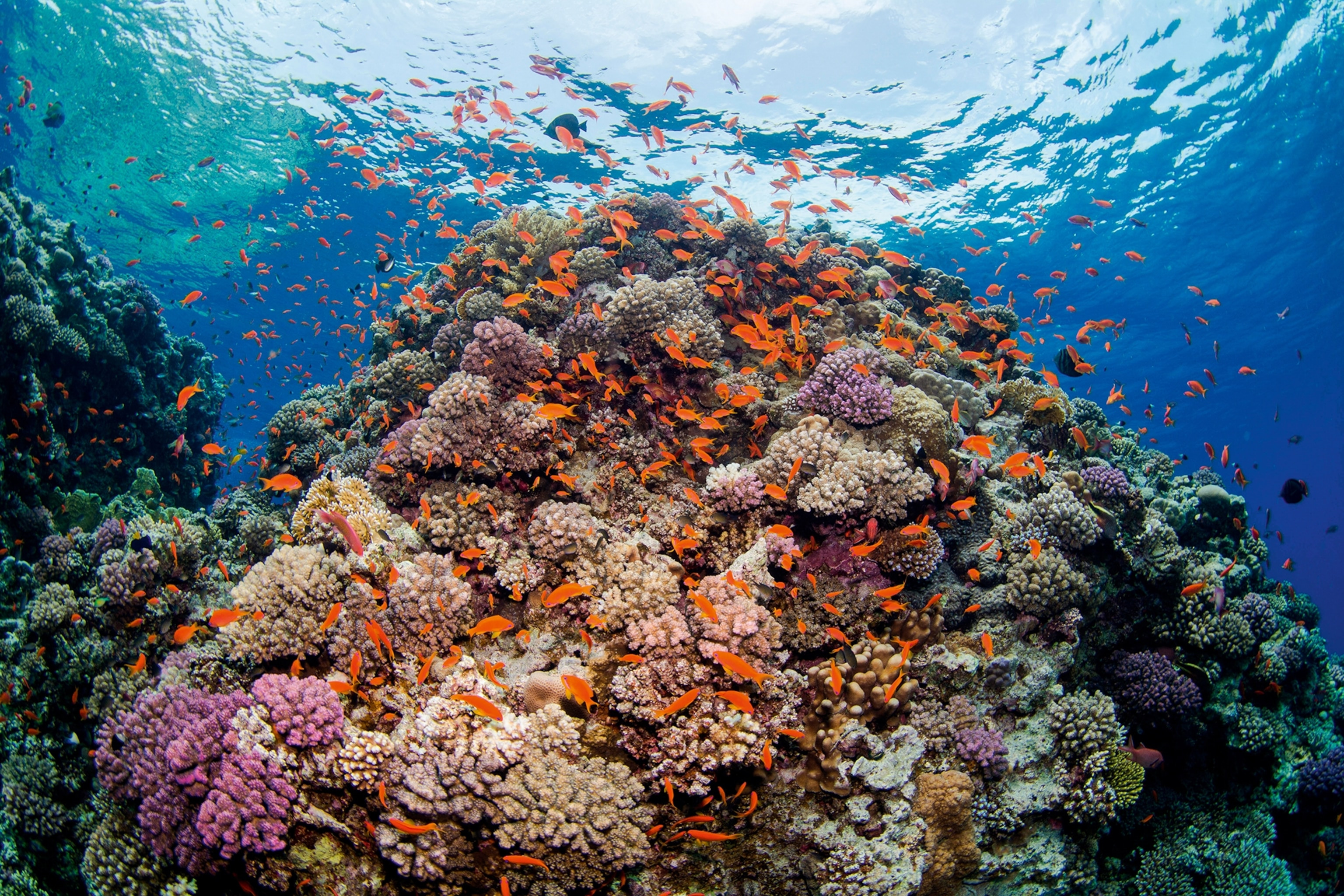a coral reef