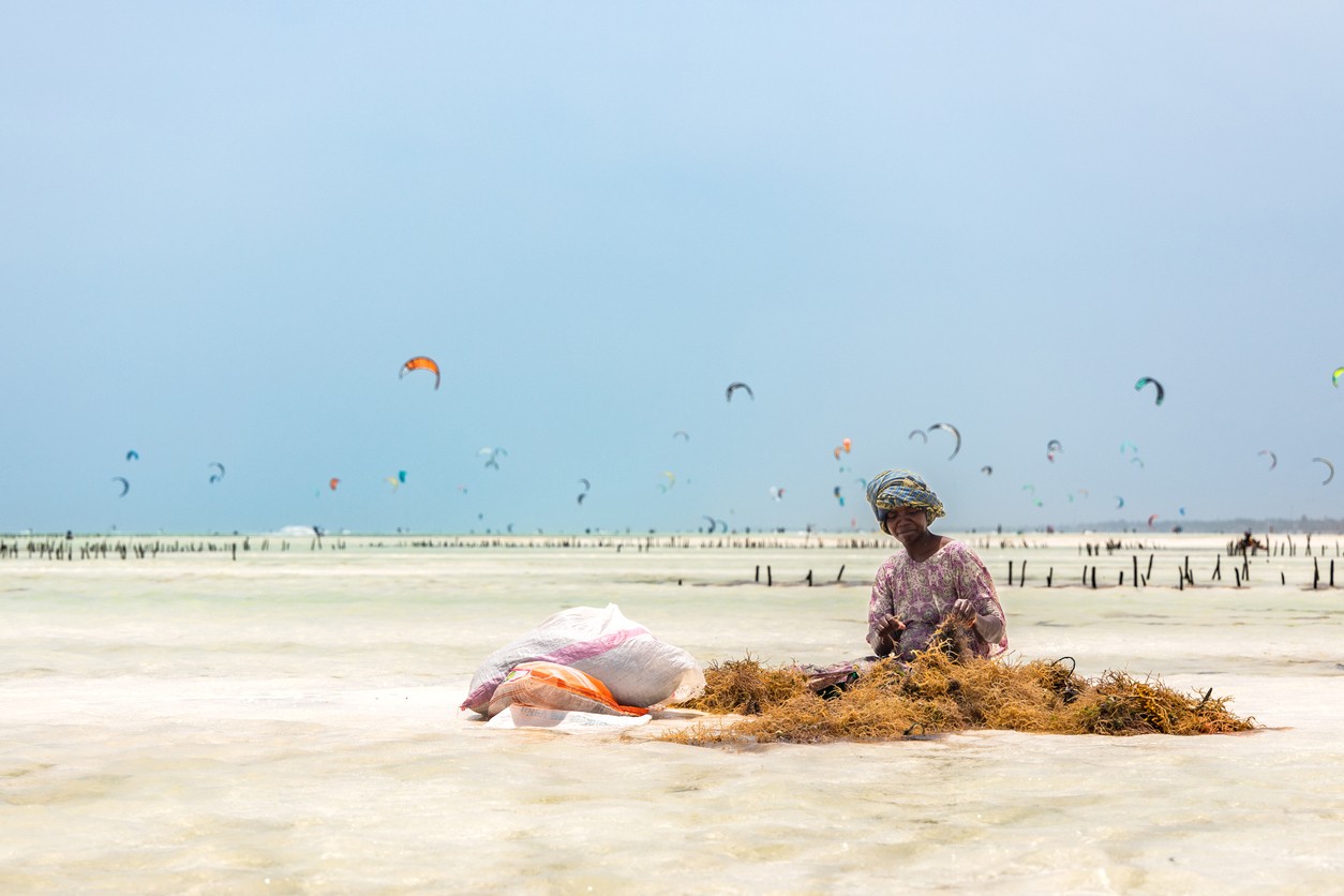 Women-Led Seaweed Farms in Zanzibar