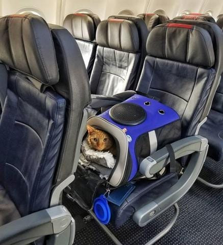 Cat ready to fly