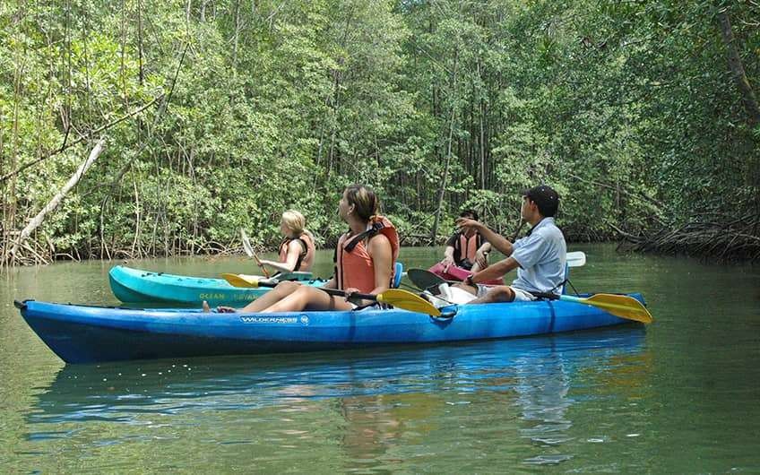 Kayaking through the mangroves
