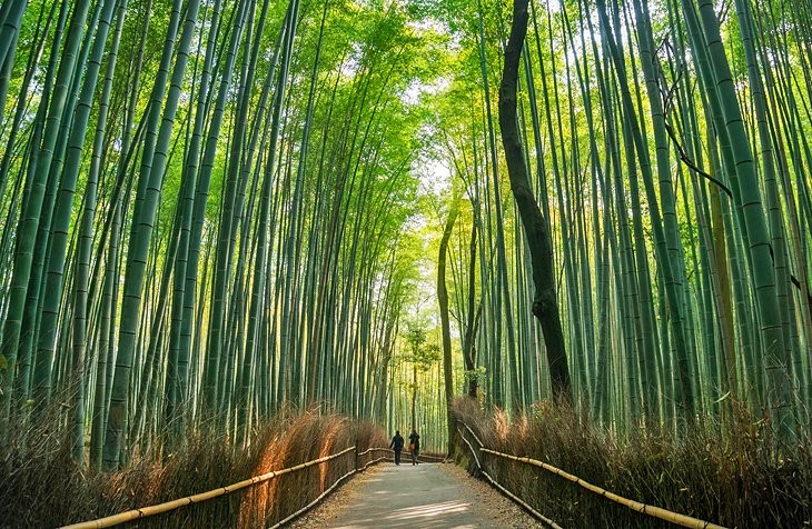 Bamboo forest in Kyoto