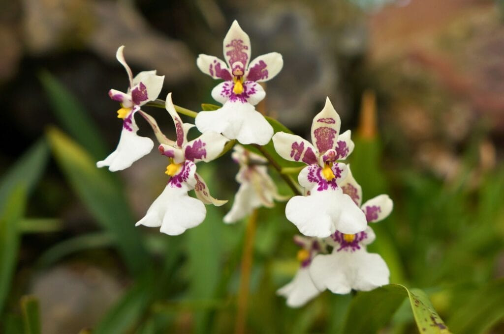 Orchids in the Quito Botanical Garden, Ecuador, highlighting the garden's diverse plant life and natural beauty for Quito tourism
