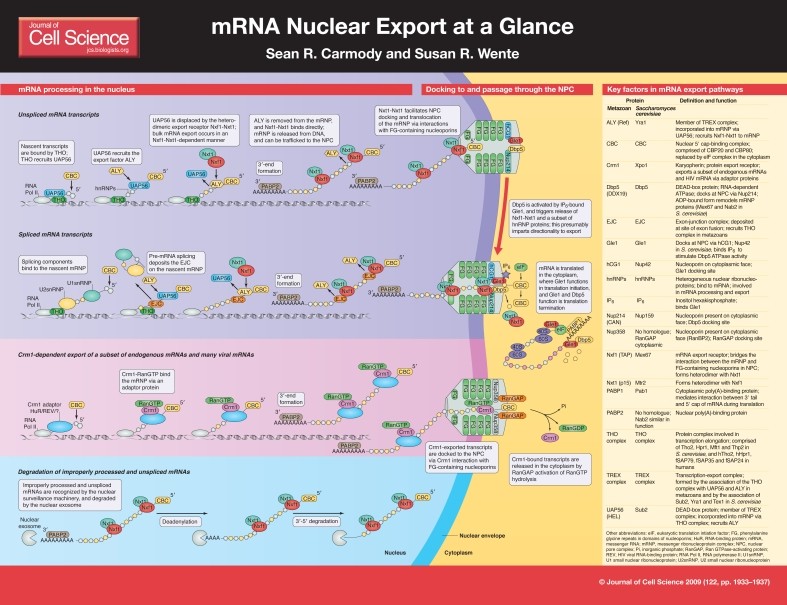 mRNA processing and mRNP assembly overview