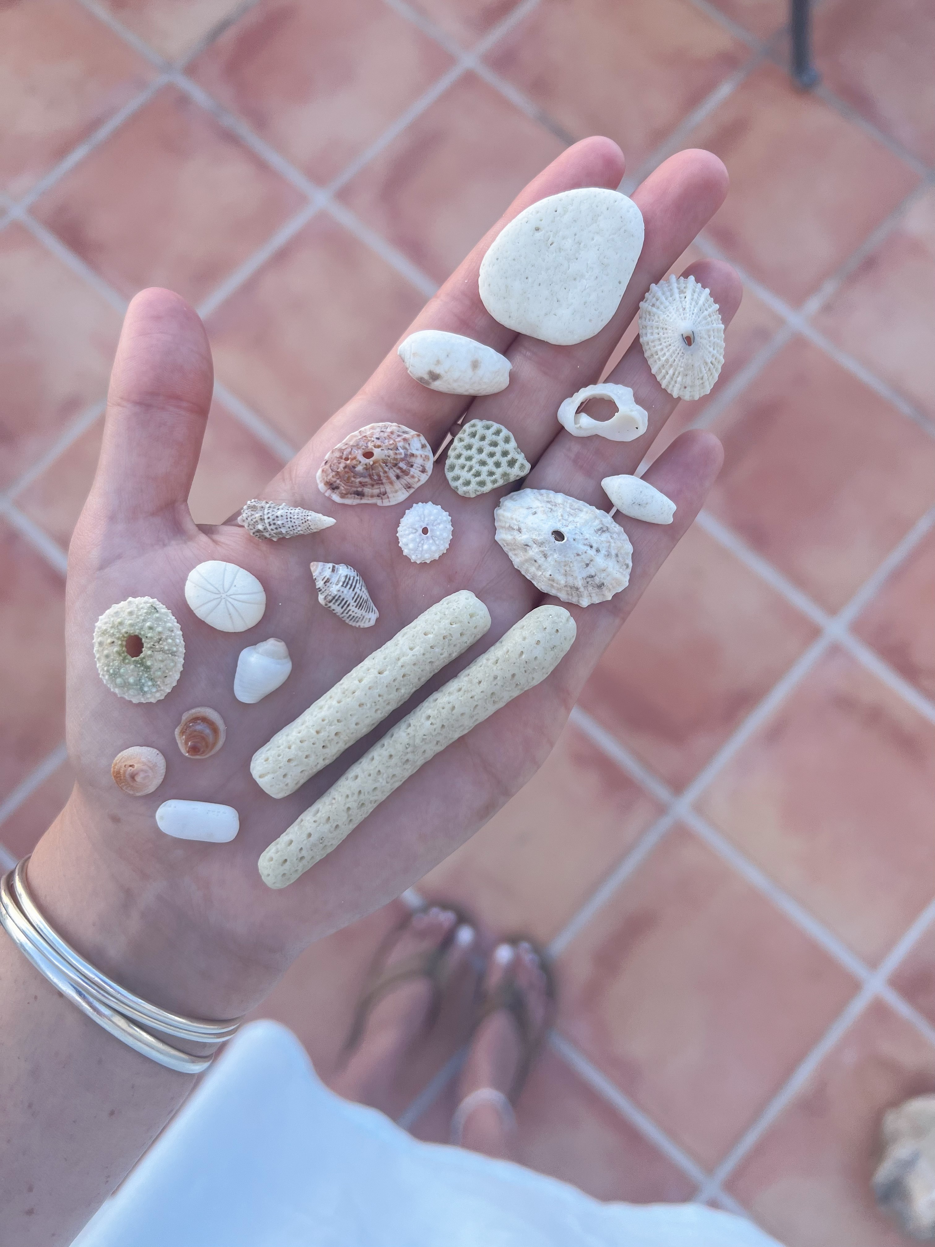 Island seashells in hand.