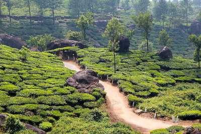 Jorhat, Assam - Tea Capital of India