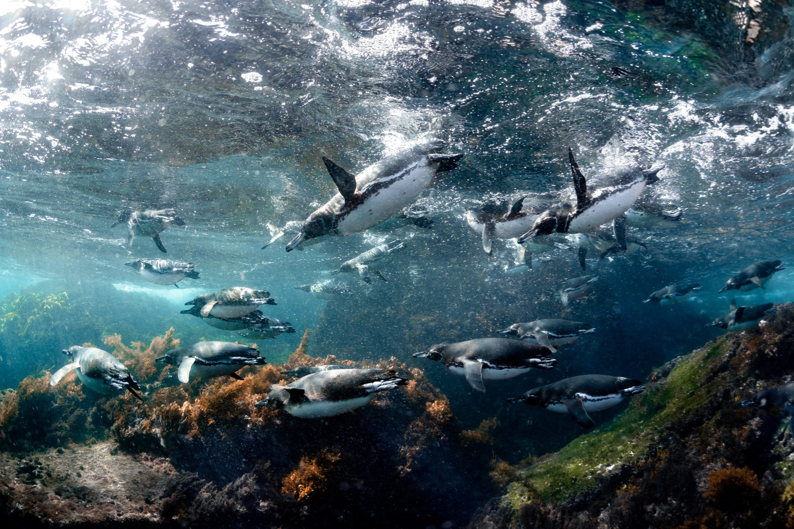 Galapagos penguin group
