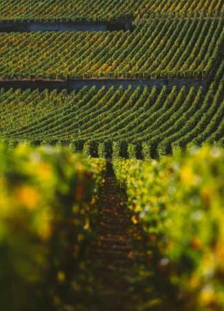Excursion dans le vignoble à Dijon