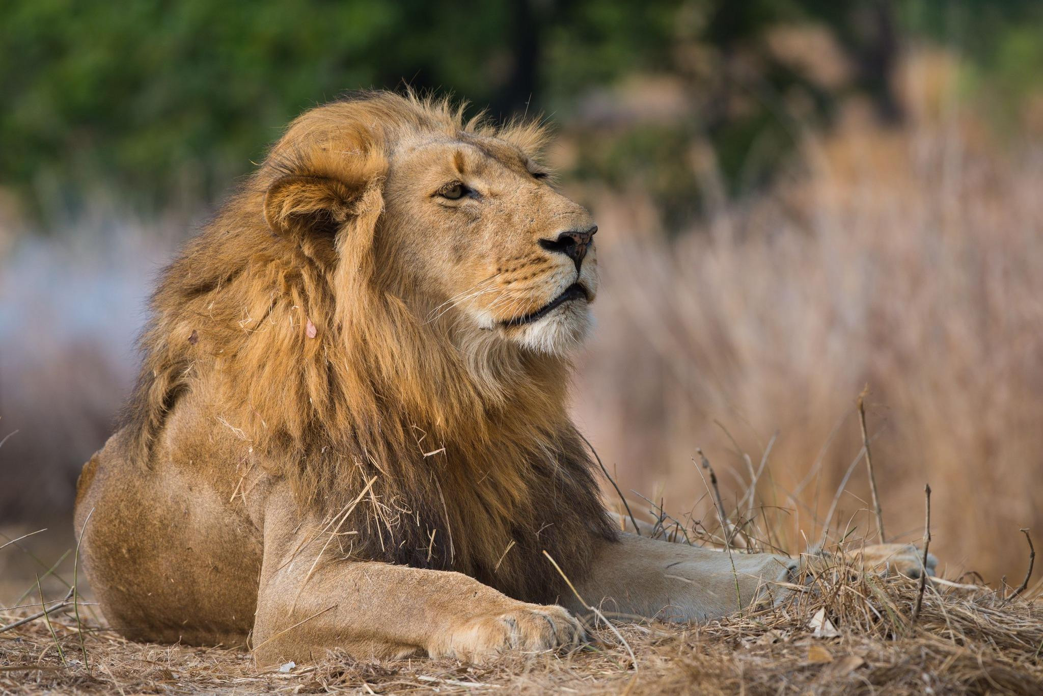 kafue lion