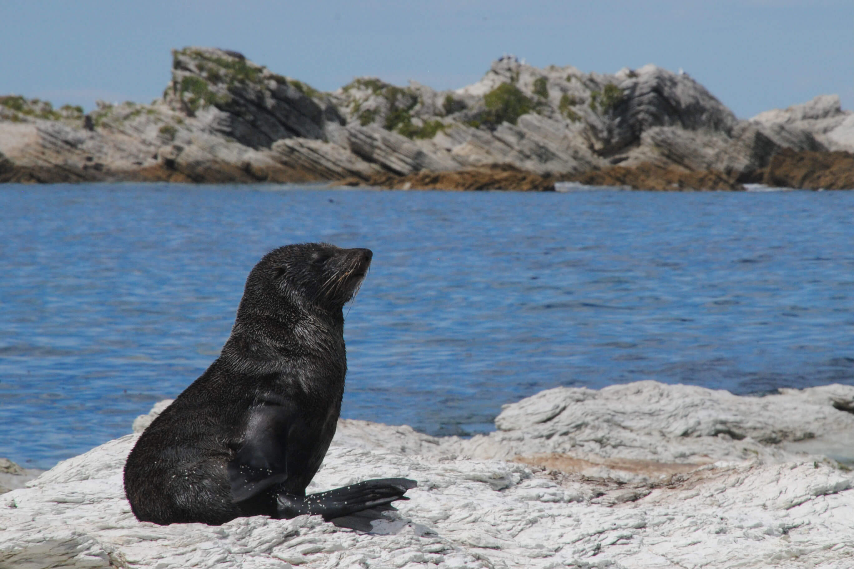 Seal on the Kaikoura Peninsula Walkway New Zealand